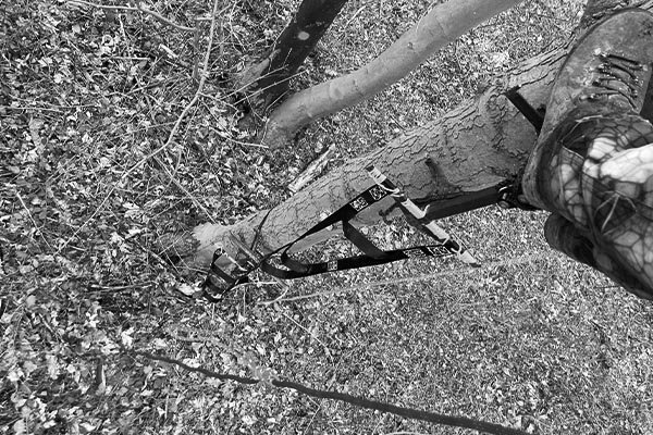 Posture lors d'un tir en mouvement (condition de chasse) avec un arc traditionnel.